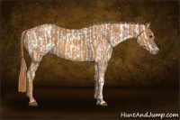 Horse Color:White Spotted Grullo Snowcap Rabicano  Brindle
