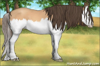 Horse Color:Amber Champagne Splash 
