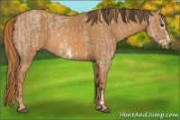 Horse Color:Bay Dun Splash Frame  Brindle