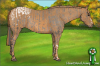 Horse Color:Black Appaloosa Rabicano  Brindle