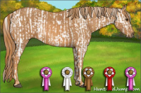 Horse Color:White Spotted Grullo Pearl Appaloosa Rabicano  Brindle
