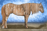 Horse Color:White Spotted Grullo Snowcap Rabicano  Brindle