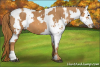 Horse Color:White Spotted Grullo Snowcap Rabicano  Brindle