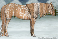 Horse Color:White Spotted Grullo Near Fewspot Rabicano  Brindle
