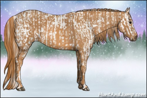 Horse Color: White Spotted Silver Grullo Varnish Rabicano  Brindle