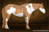 Horse Color:White Spotted Grullo Appaloosa Rabicano Brindle