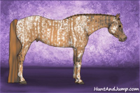 Horse Color:Blue Roan Near Fewspot Rabicano  Brindle
