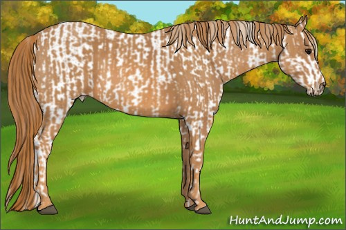 Horse Color: White Spotted Grullo Near Fewspot Rabicano  Brindle
