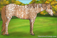 Horse Color:White Spotted Grullo Near Fewspot Rabicano Brindle