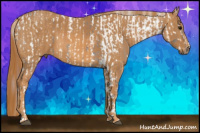 Horse Color:White Spotted Grullo Snowcap Rabicano  Brindle