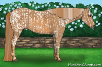 Horse Color:White Spotted Grullo Appaloosa Rabicano  Brindle