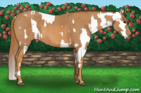Horse Color:White Spotted Grullo Appaloosa Rabicano  Brindle