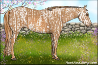 Horse Color:White Spotted Grullo Pearl Splash Appaloosa Rabicano  Brindle