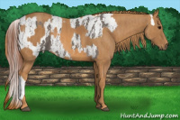 Horse Color:White Spotted Grullo Appaloosa Rabicano  Brindle
