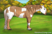 Horse Color:White Spotted Grullo Appaloosa Rabicano  Brindle