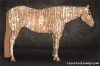 Horse Color:White Spotted Grullo Varnish Rabicano  Brindle