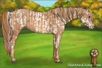 Horse Color:White Spotted Grullo Appaloosa Rabicano  Brindle