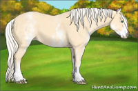 Horse Color:White Spotted Gold Cream Champagne 