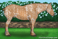 Horse Color:White Spotted Grullo Appaloosa Rabicano  Brindle