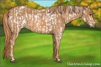 Horse Color:White Spotted Grullo Appaloosa Rabicano  Brindle