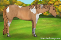 Horse Color:White Spotted Grullo Appaloosa Rabicano Brindle