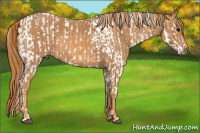 Horse Color:White Spotted Grullo Appaloosa Rabicano Brindle