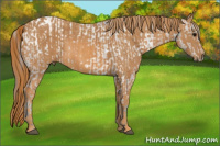Horse Color:White Spotted Grullo Appaloosa Rabicano  Brindle