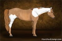 Horse Color:White Spotted Grullo Appaloosa Rabicano  Brindle