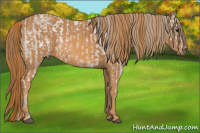 Horse Color:White Spotted Grullo Appaloosa Rabicano Brindle