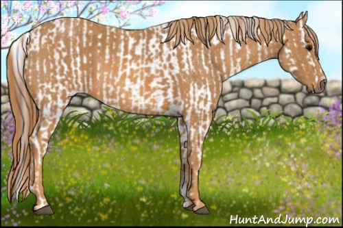 Horse Color: White Spotted Grullo Snowcap Rabicano  Brindle