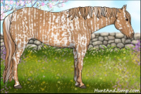 Horse Color:White Spotted Grullo Appaloosa Rabicano  Brindle