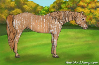 Horse Color:White Spotted Grullo Appaloosa Rabicano  Brindle