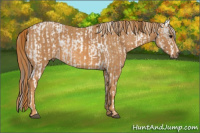 Horse Color:White Spotted Grullo Appaloosa Rabicano Brindle