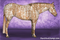 Horse Color:Grullo Sabino Appaloosa Rabicano  Brindle