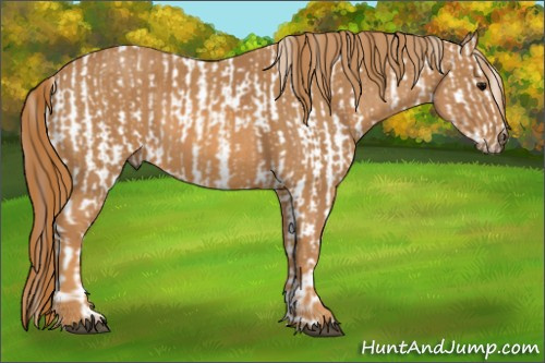 Horse Color: White Spotted Grullo Fewspot Rabicano  Brindle