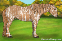 Horse Color:White Spotted Grullo Appaloosa Rabicano Brindle