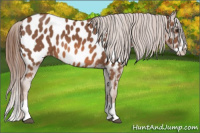 Horse Color:Chestnut Splash Near Leopard