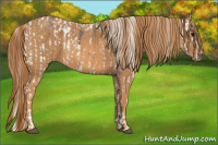 Horse Color:White Spotted Grullo Snowcap Rabicano  Brindle