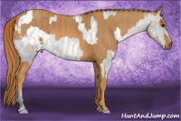 Horse Color:White Spotted Grullo Snowcap Rabicano  Brindle