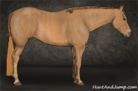 Horse Color:Chestnut Brindle