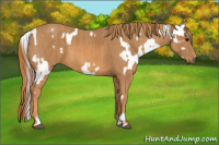 Horse Color:White Spotted Grullo Near Fewspot Rabicano  Brindle