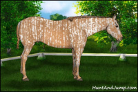 Horse Color:White Spotted Grullo Near Fewspot Rabicano  Brindle