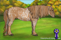 Horse Color:White Spotted Grullo Appaloosa Rabicano  Brindle