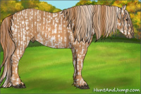 Horse Color:White Spotted Grullo Splash Appaloosa Rabicano  Brindle