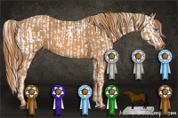 Horse Color:Grullo Splash Appaloosa Rabicano  Brindle