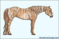 Horse Color:White Spotted Grullo Snowcap Rabicano  Brindle