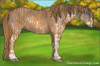 Horse Color:Brown Splash Rabicano Brindle