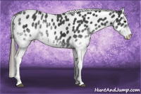 Horse Color:White Spotted Black Appaloosa 