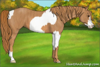 Horse Color:White Spotted Grullo Appaloosa Rabicano  Brindle