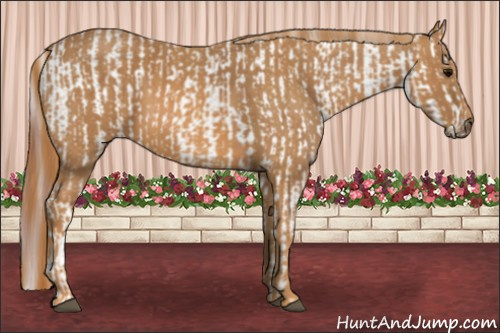 Horse Color: White Spotted Grullo Snowcap Rabicano  Brindle